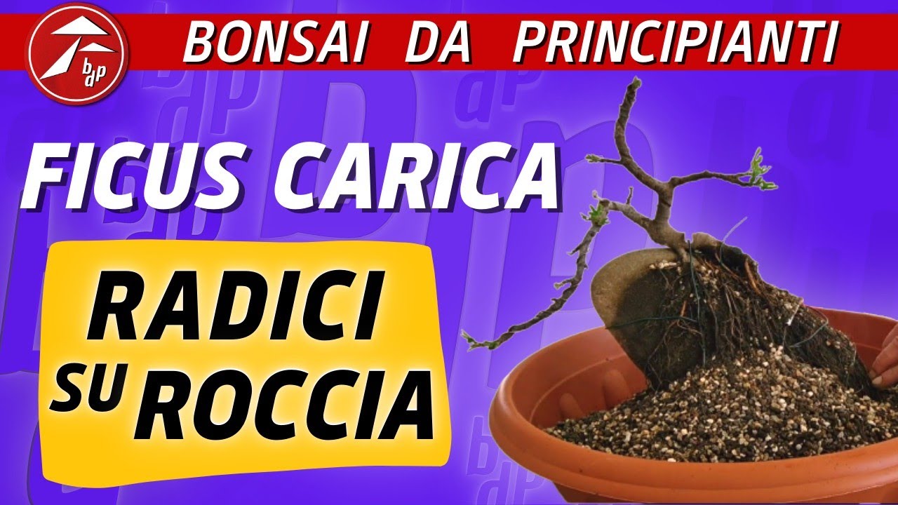 Ficus Carica - stile Radici su Roccia