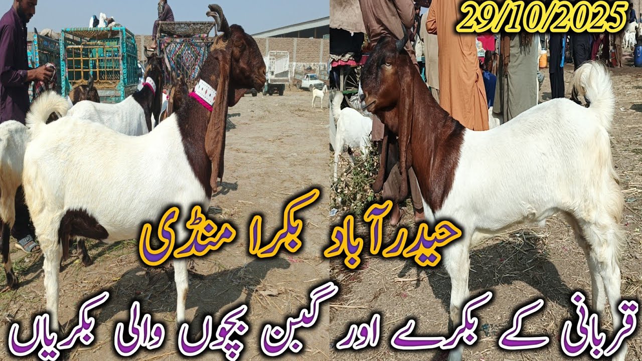 Hyderabad Bakra Mandi | Today update | Qurbani ky bakry | dodh wali bakriyan | date 29/10/2025