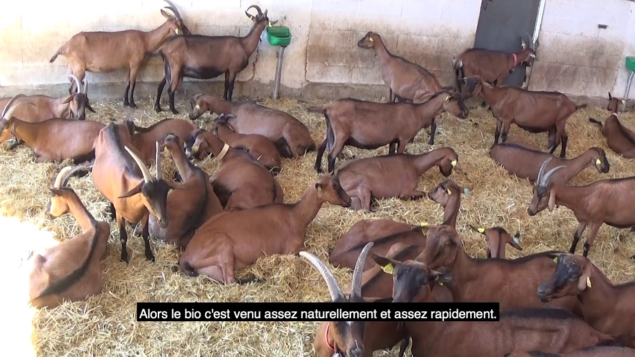 L'Europe en région - La chèvre baillarguoise