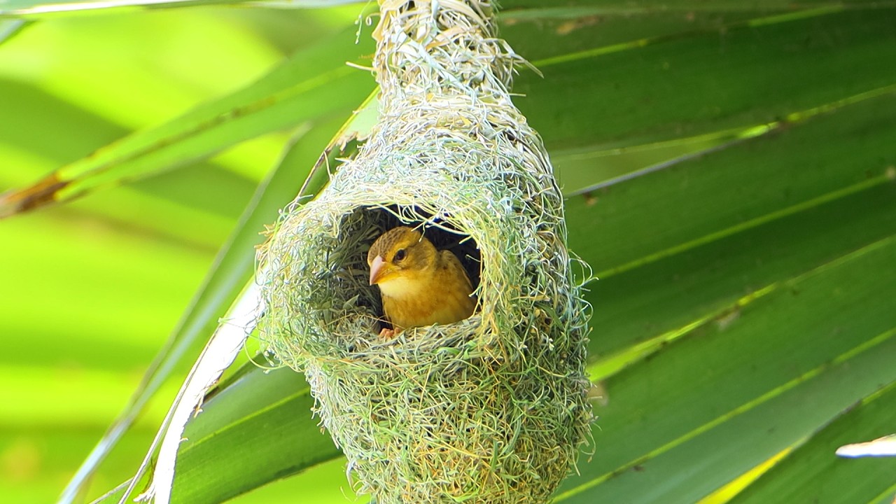 Impressive of Bird Construction Golden Bird Build Nest For their eggs and young Ep4