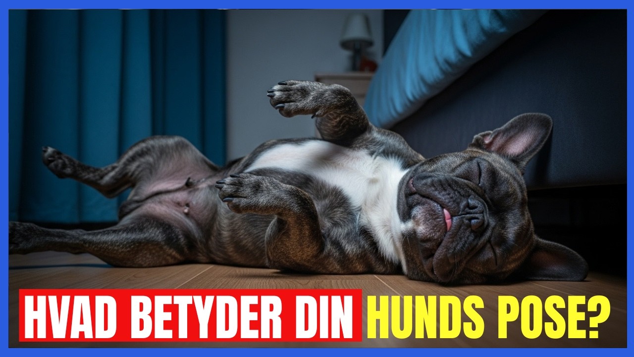 Hvad din HUNDS SOVEPOSITION siger om deres FØLELSER – overraskende afsløringer!