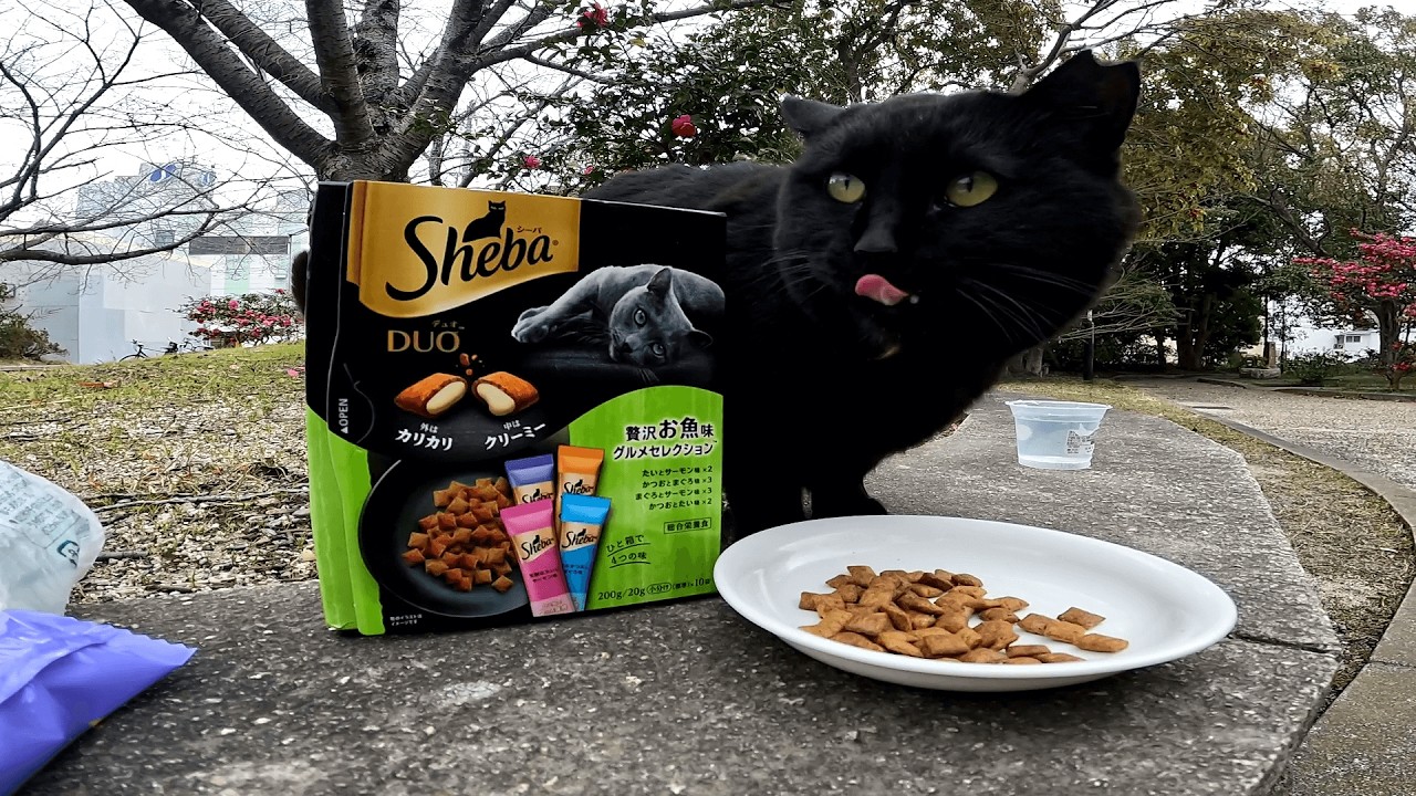 猫の日　私が来ても知らん顔してたくせに、鞄からご飯を出した途端甘える振りをして擦り寄ってきた大変したたかな黒猫クロちゃん