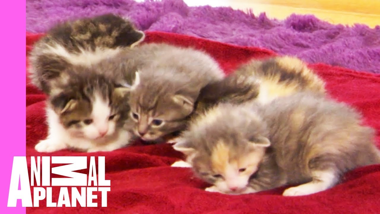 Five Orphaned Kittens Arrive At Their New Foster Home | Too Cute!