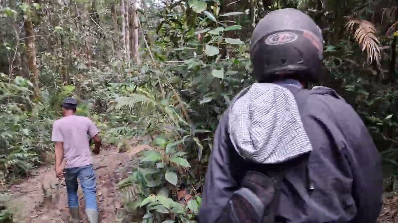 journey to find gold in the forest