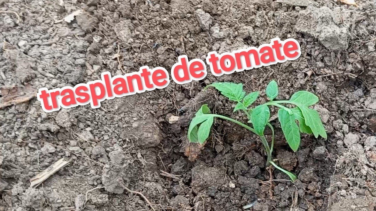 Trasplante de tomate