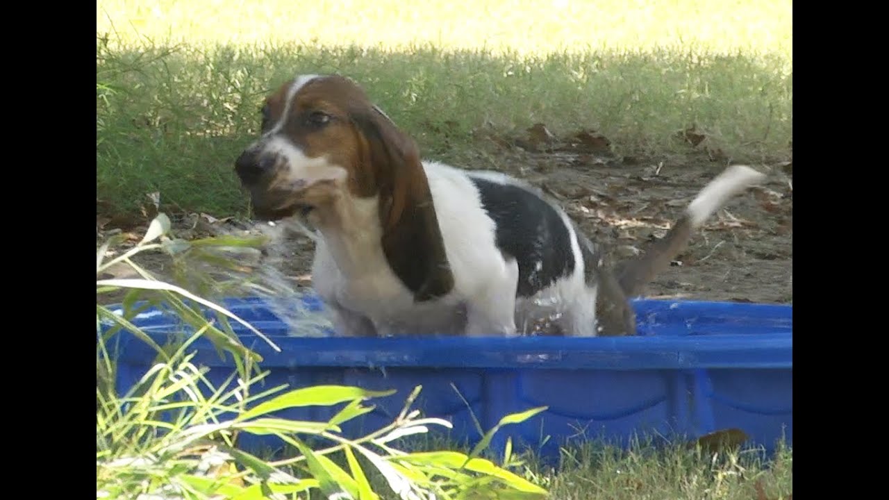 Basset Hound Puppy Goes Nuts! In a Kiddie Pool. Funny