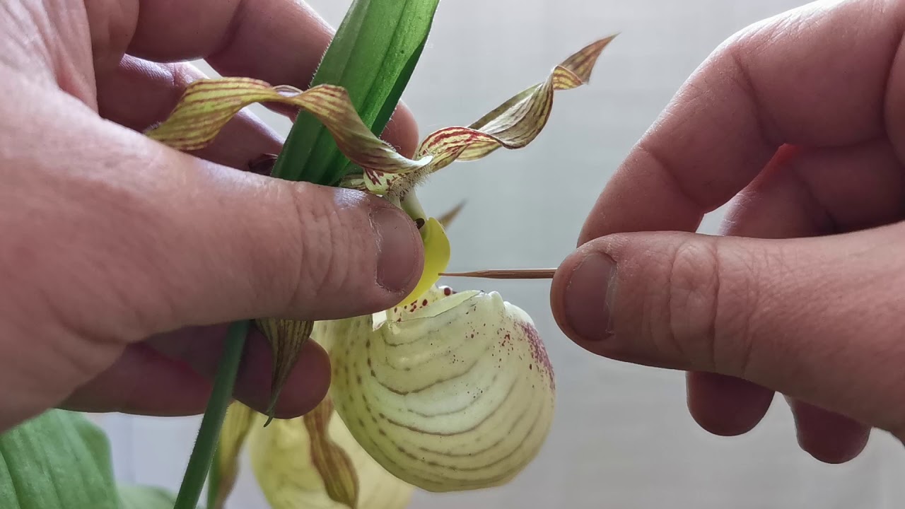 How to hand pollinate Cypripedium Lady's Slipper Orchids part 1 - a very messy pollination attempt