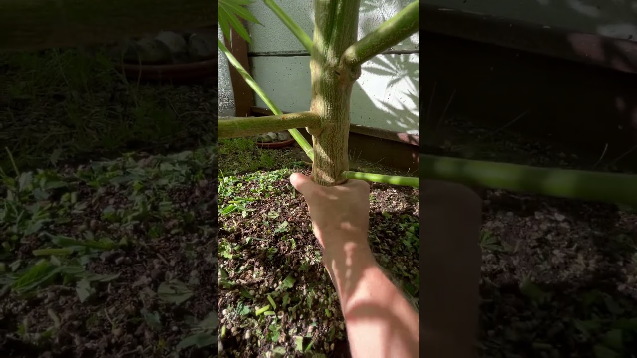 Germany Outdoor Grow ; 2m Vorbl&uuml;te ist da 👨&zwj;🌾 #growing #shorts