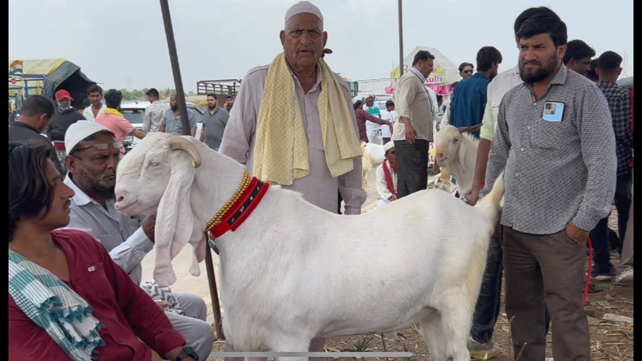 Biggest malwa goat market dewas Bakra mandi live updet cover with price 5th June 2025