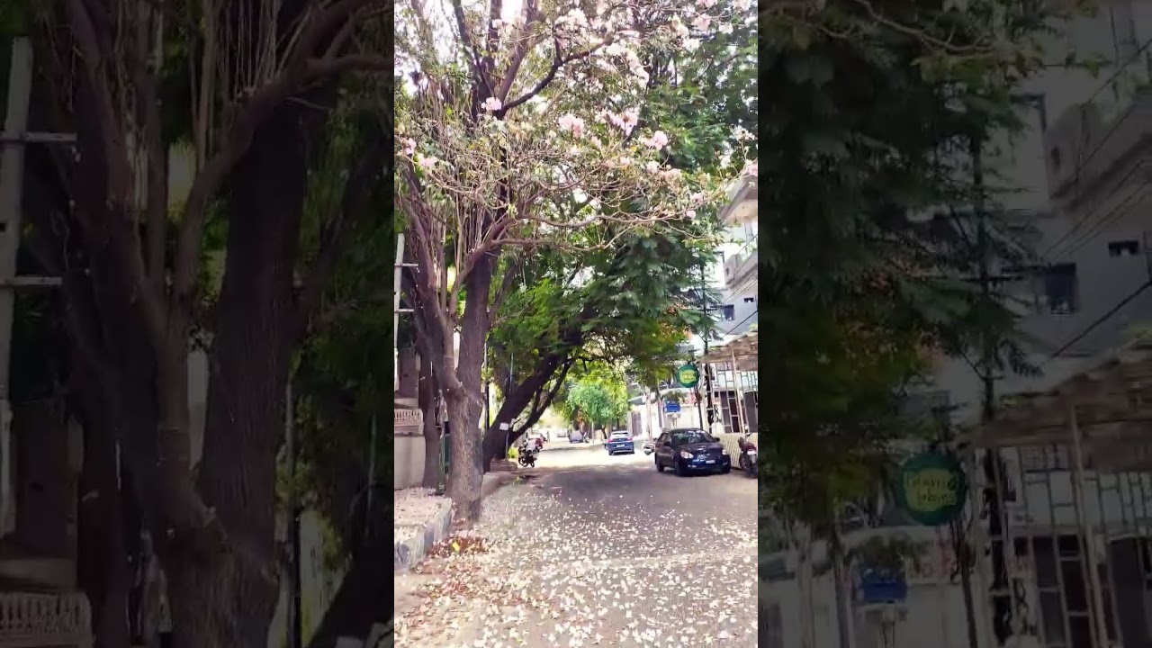 spring blooming tree, pink trumpet flowers #nature #beautiful #shortvideo