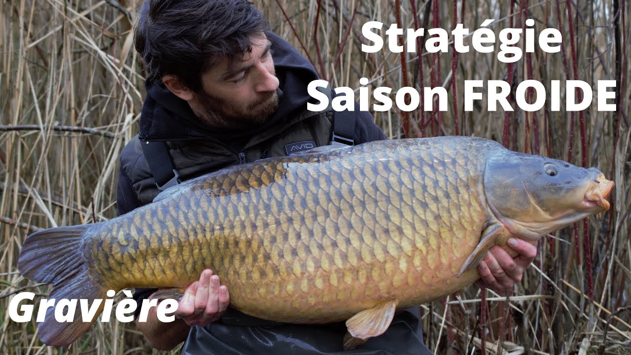 Pêche de la carpe stratégie en saison froide. Carpfishing