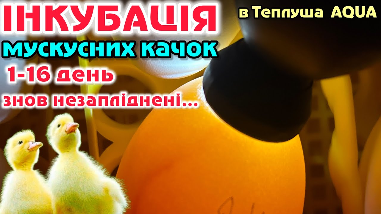І знову ІНКУБАЦІЯ МУСКУСНИХ качок, ваговики, 1-16 день в Інкубаторі ТЕПЛУША АКВА