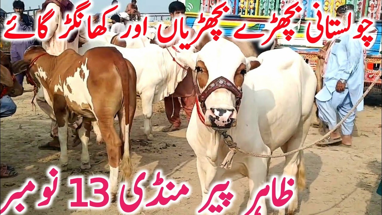 Zahir Pir Mandi 2025 | Supreme Cholistani Bachre Bachrian Cows for Qurbani | Global Village Farming