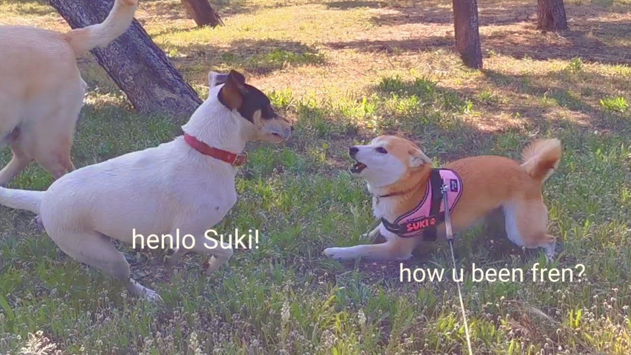 Suki finally met him again... Shiro is not pleased
