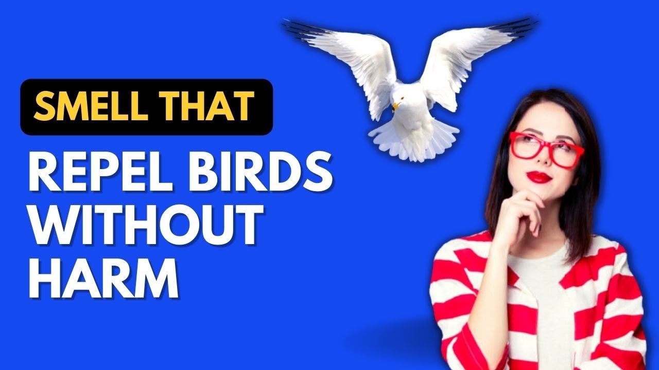 Smells That Repel Birds - Top Repellents