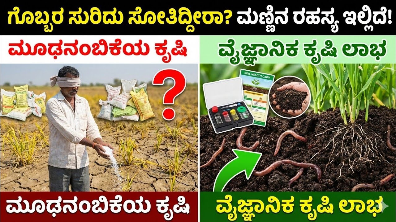 ಯೂರಿಯಾ, ಡಿಎಪಿ ಜಾಸ್ತಿ ಹಾಕಿದ್ರೆ ಬೆಳೆ ಬರುತ್ತಾ?ಮಣ್ಣಿನ 'ಜೀವ' ಉಳಿಸಿ, ಇಳುವರಿ ಹೆಚ್ಚಿಸಿ!