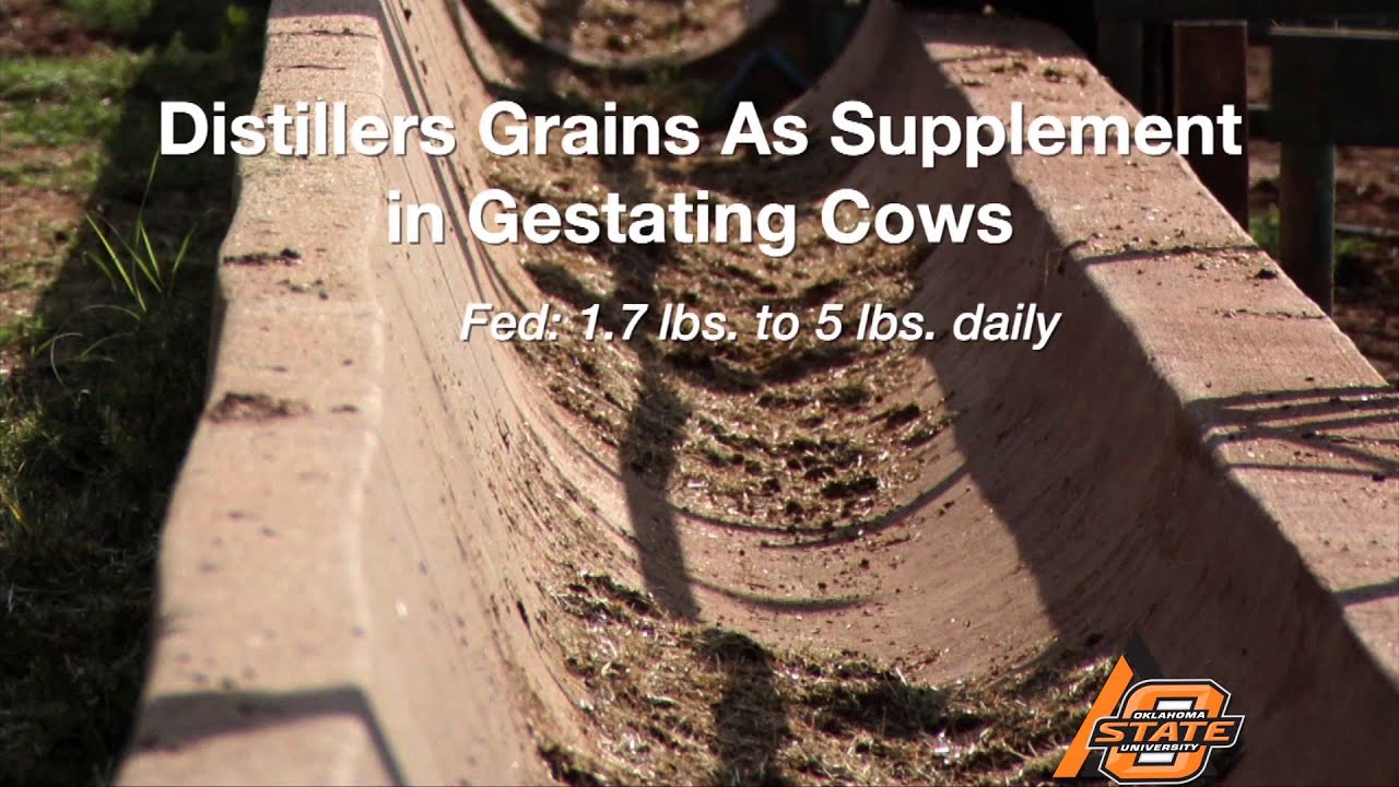 Distillers Grains (11/29/14)
