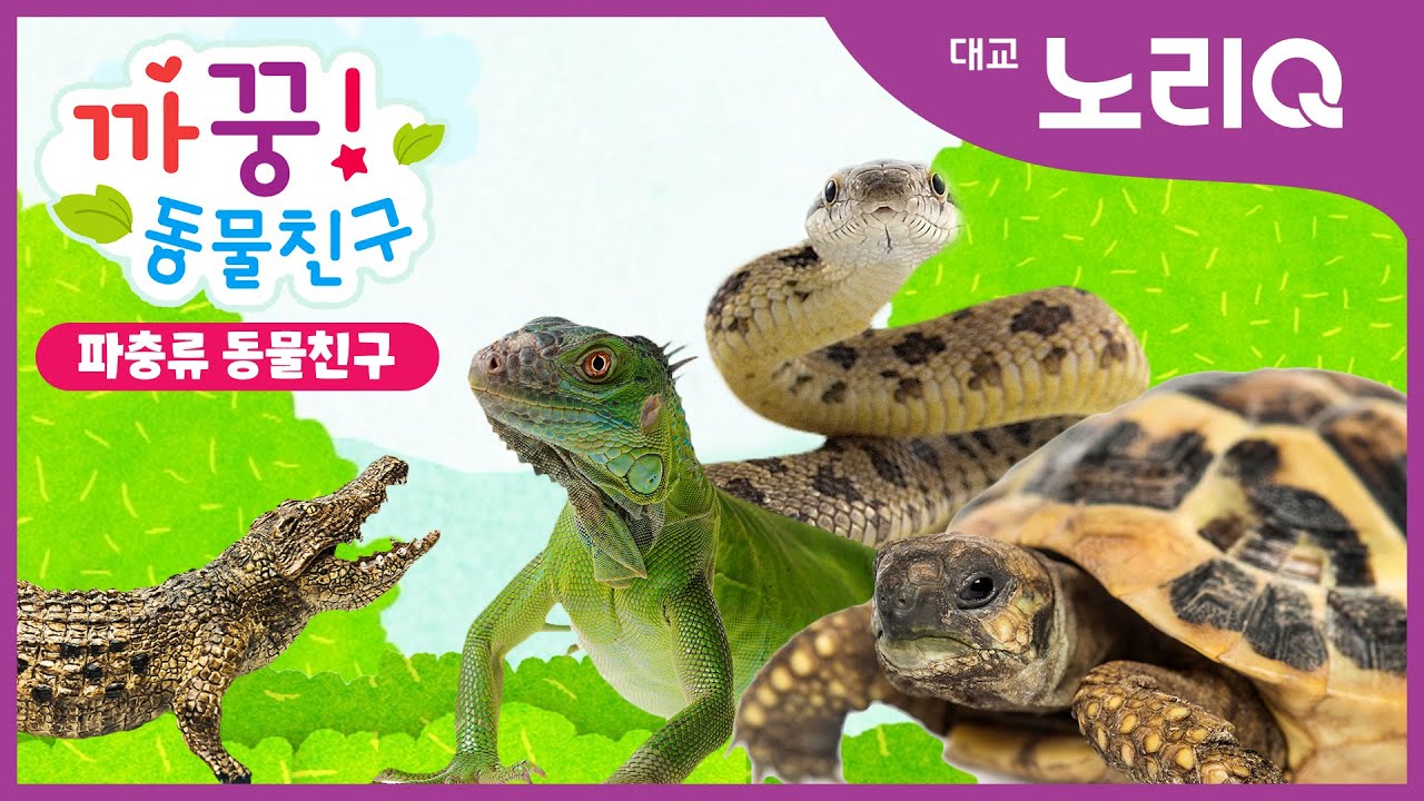 🙈🙉까꿍! 파충류 동물친구ㅣ자연관찰ㅣ대교 노리QㅣBabies&KidsㅣPikaboo! Animal friendsㅣDaekyo noriQ
