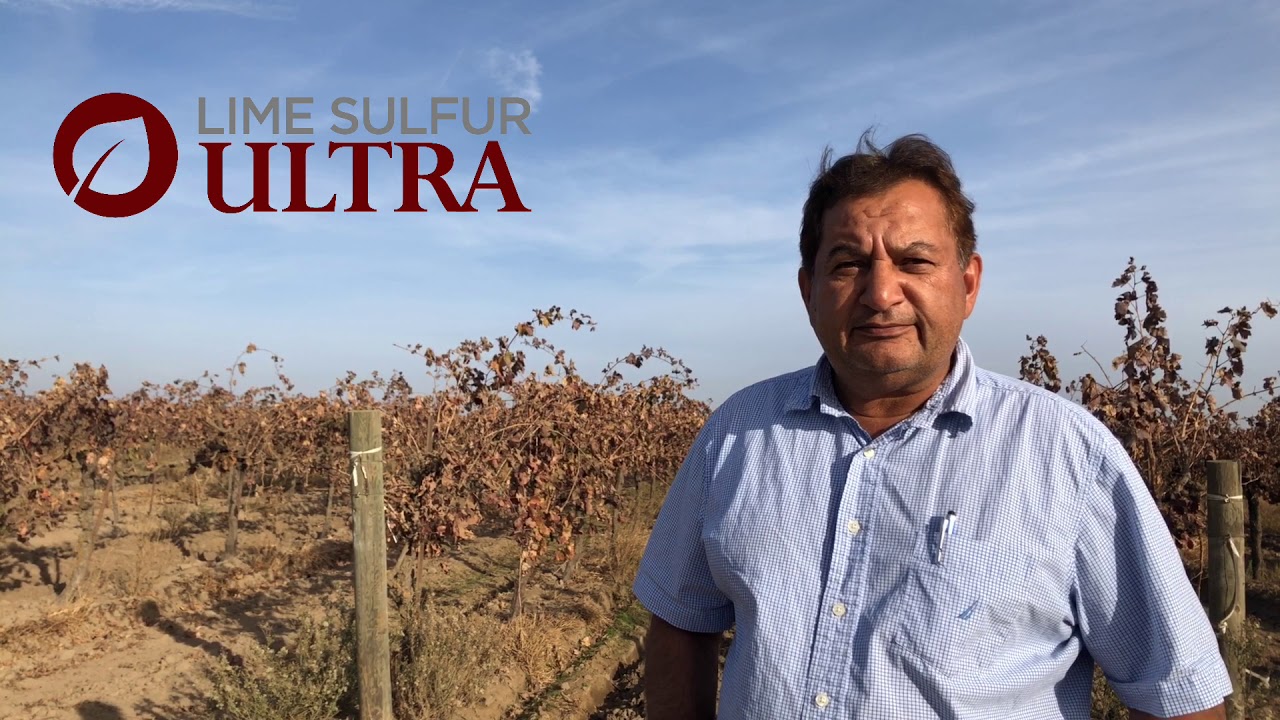 LIME SULFUR ULTRA for Grapes