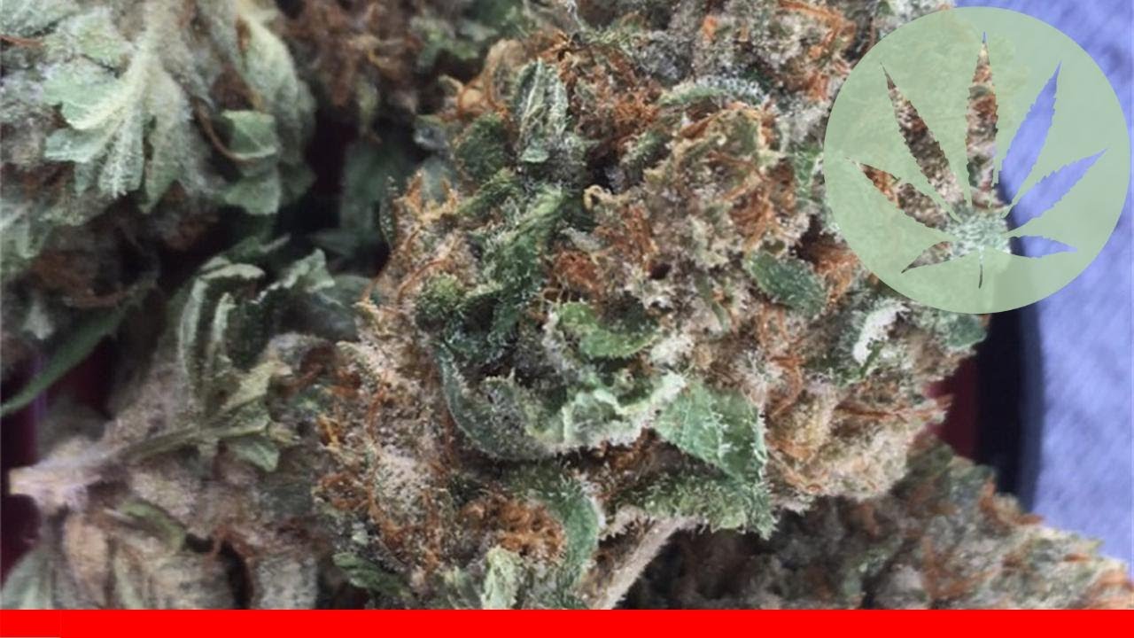 Rockstar - All About This Strain
