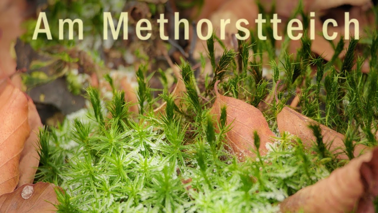 Natur Pur at Methorstteich - 4K - Chill & Relax