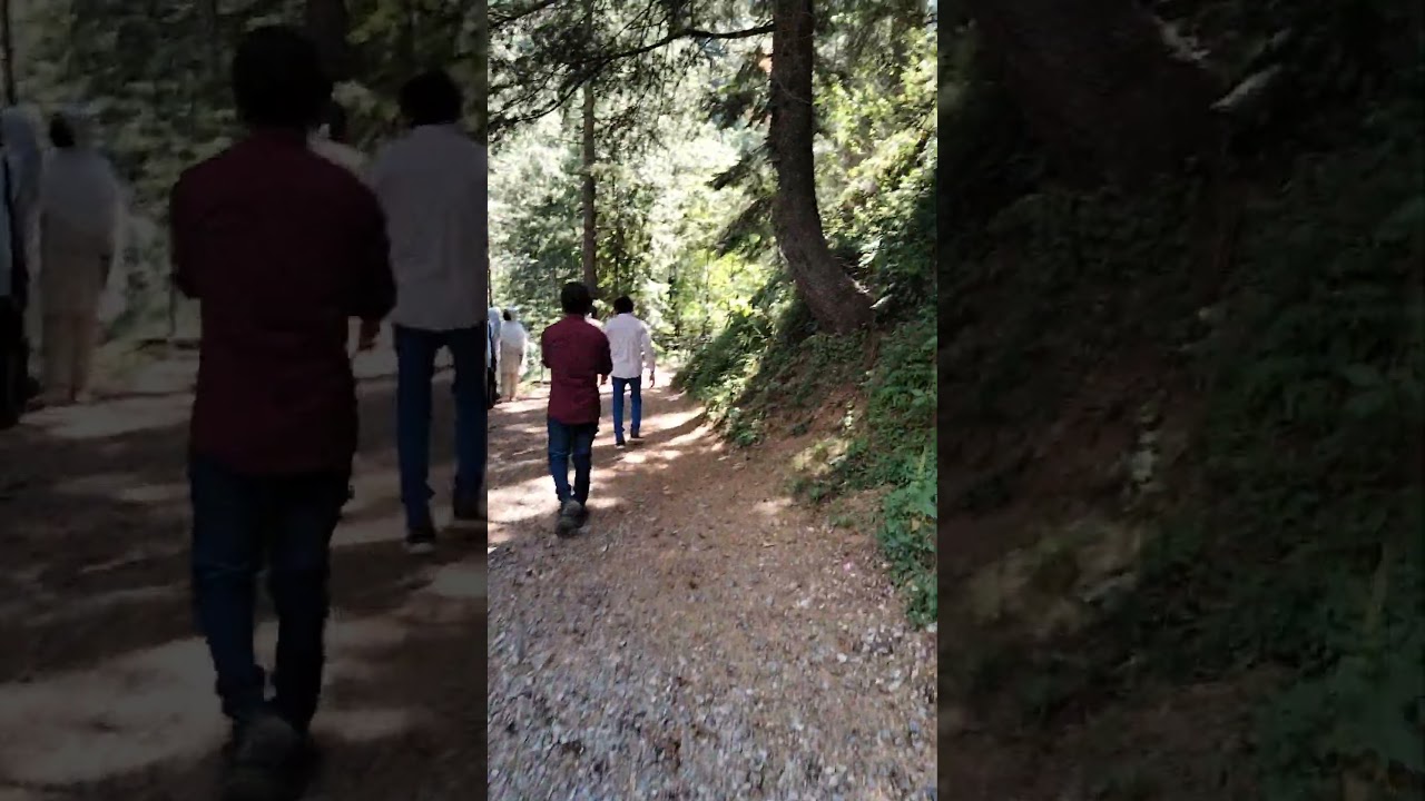 Most beautiful walking track! Walking around nature! Pipe line track nathia gali #morningwalks