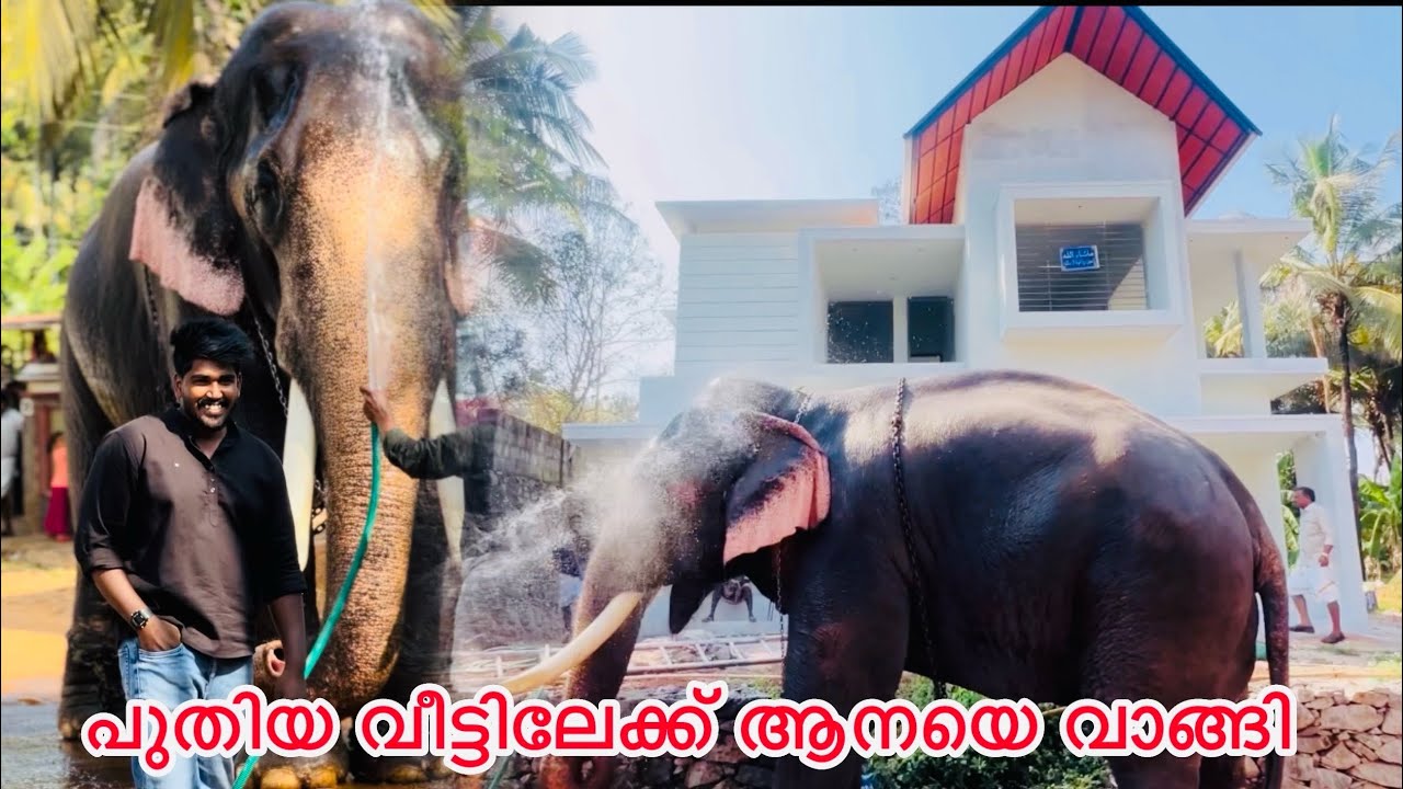 പുതിയ വീട്ടിലേക്ക് ആനയെ വാങ്ങി ​⁠@noufalftkd2822