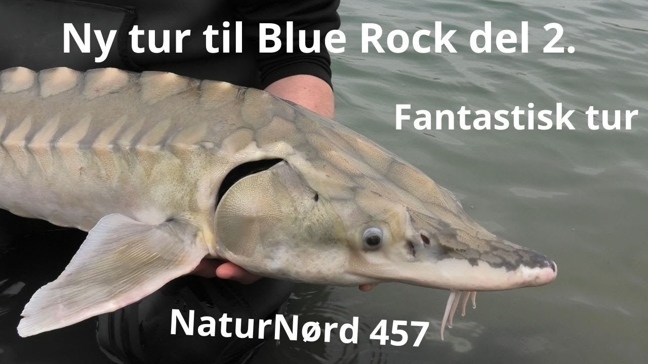 Blue Rock Eventyret Efter Stør del 2.