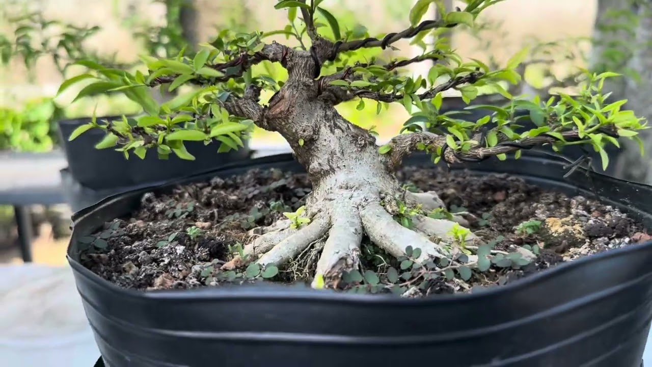 Bón phân Hoá học & phân Hữu cơ cho Bonsai