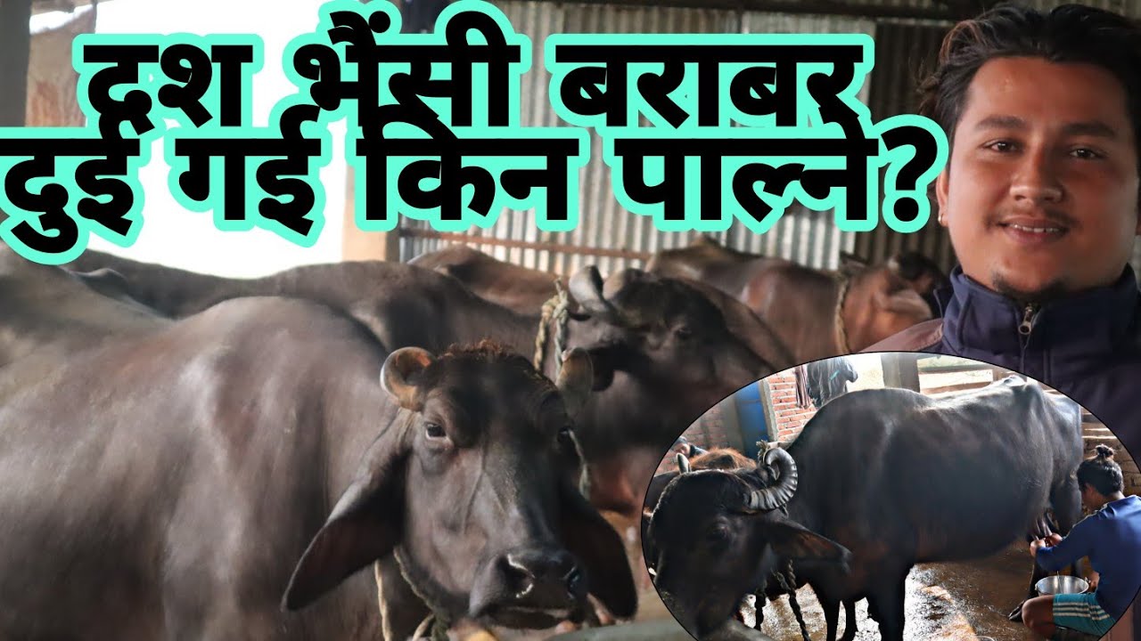 सहुको काम छोडेर आफ्नै भैंसी फार्म||युवाको जाँगरले २ भैंसी बाट १८ भैंसी||Buffalo farm in Nepal