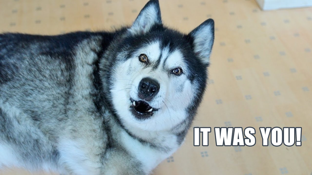 Husky Denies Doing it!