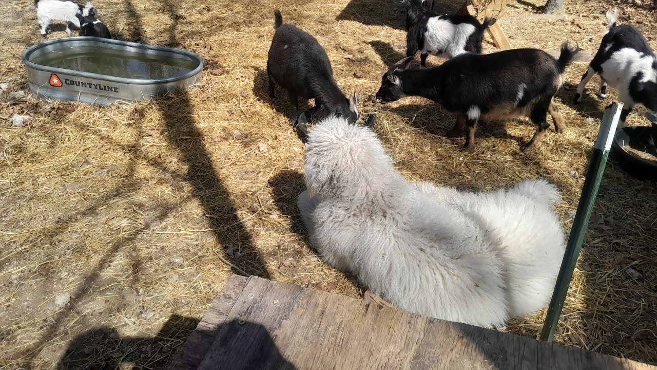 How I'm training my 9 month old livestock guardian dog 
