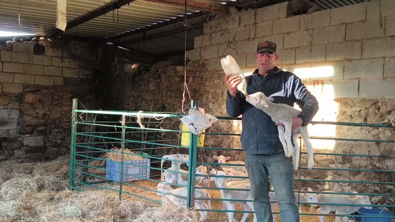 Estos son como la ardilla caníbal, mirar mirar