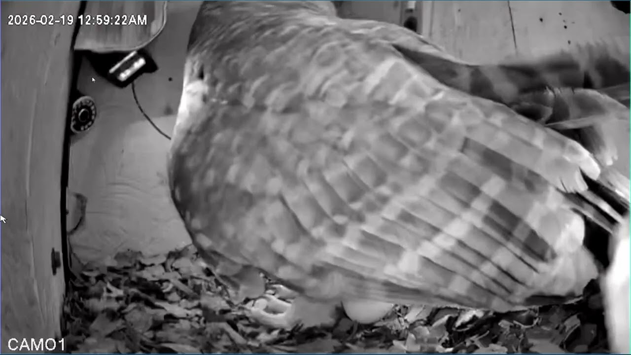 Mama Lays First Egg, Leesville Owls Live Stream    2026 02 19