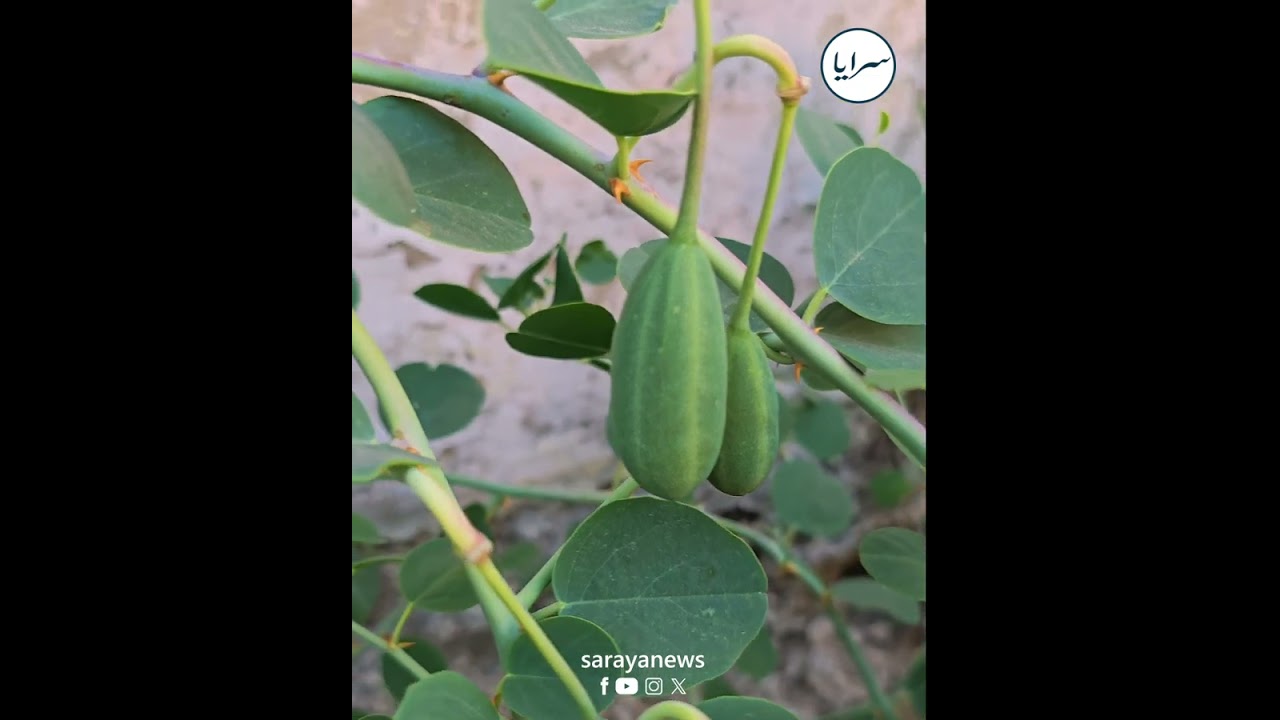 هل تصدقون أن أغلى أنواع المخلل في العالم يُصنع من نبتة موجودة في الأردن ؟ تعرفوا على ثمرة 
