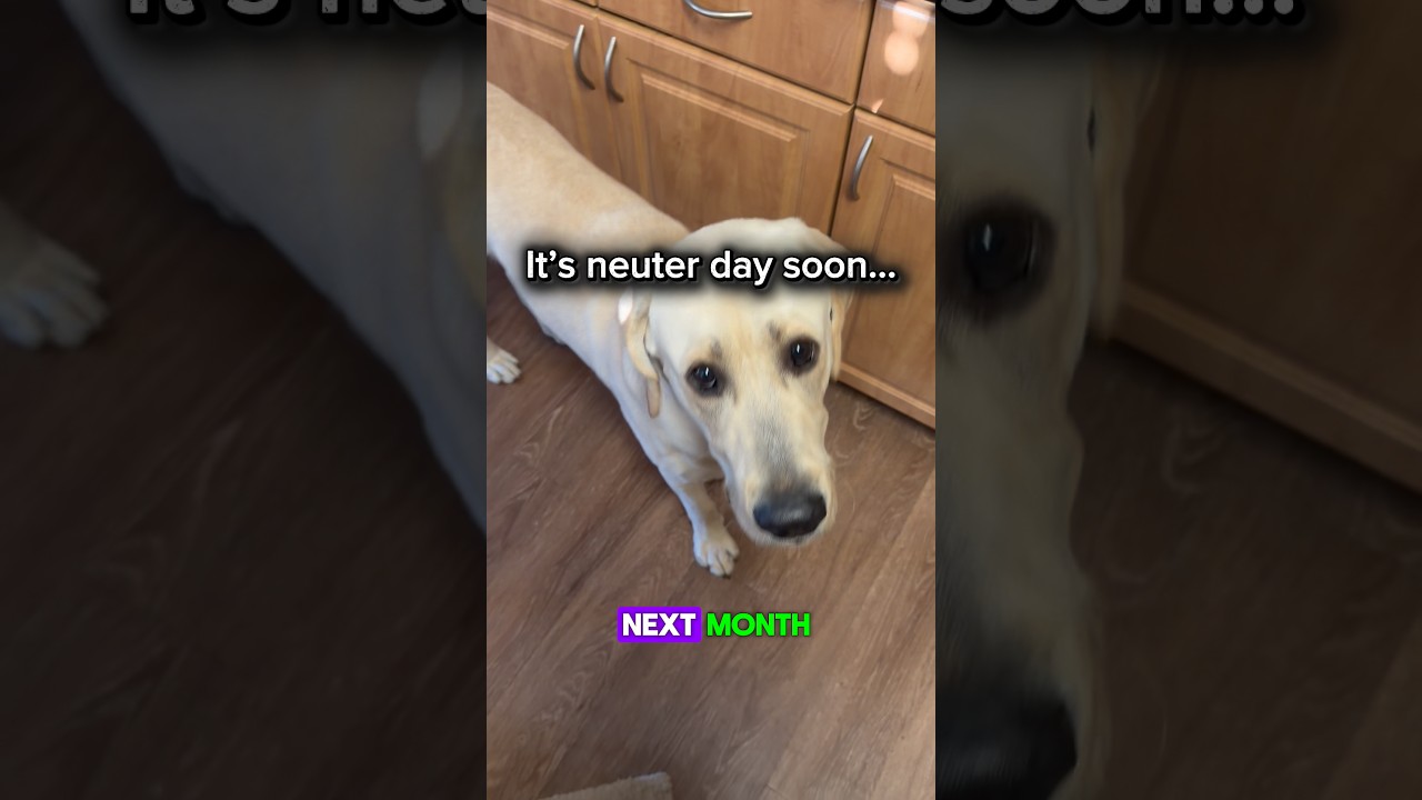 Breaking the BIG news to my dog... he is NOT happy! 😳✂️ #Shorts #DogHumor #YellowLab #ToTheMaxxLab