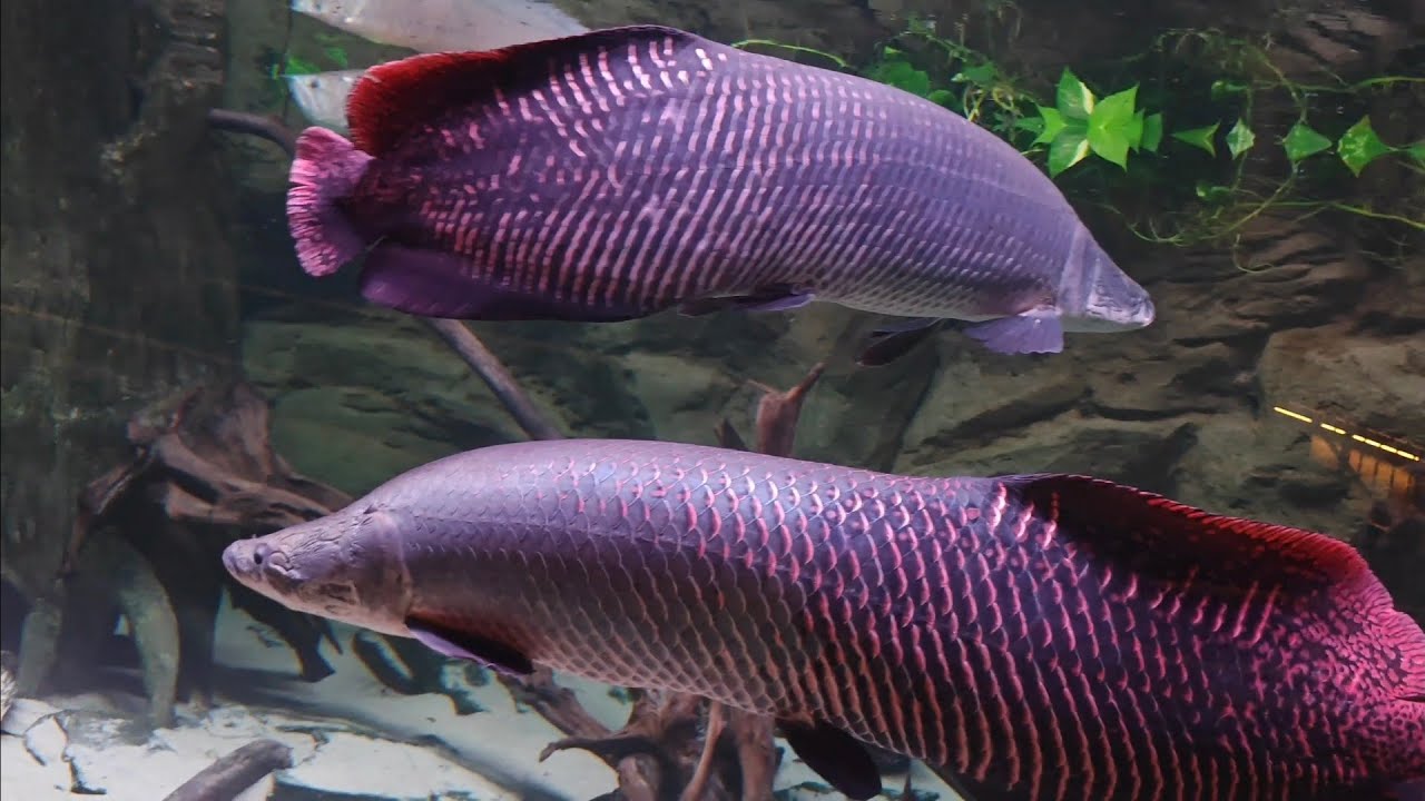 Egzotarium Sosnowiec jako inspiracja do akwarium 1000L z akwaponiką / hydroponiką. 