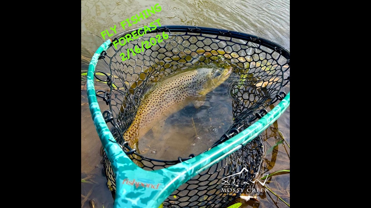 Mossy Creek Fly Fishing Forecast 2/16/2026