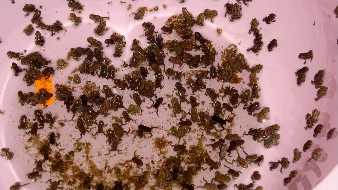Rescate de varios cientos de metamorficos de sapo corredor