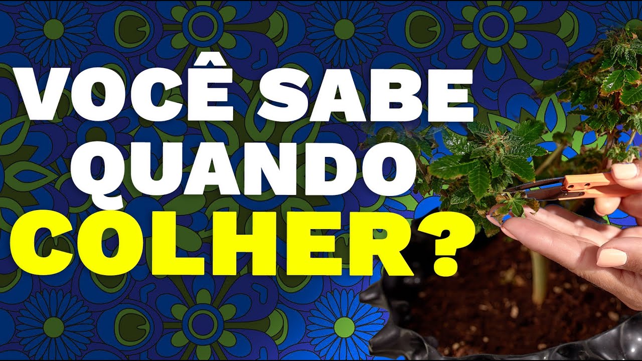 A HORA DA COLHEITA: Em quanto tempo a planta est&aacute; pronta e madura?