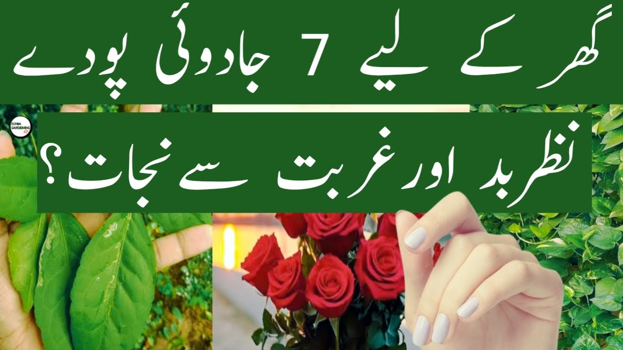 7 Magical Plants for Home to Remove Evil Eye and Attract Wealth