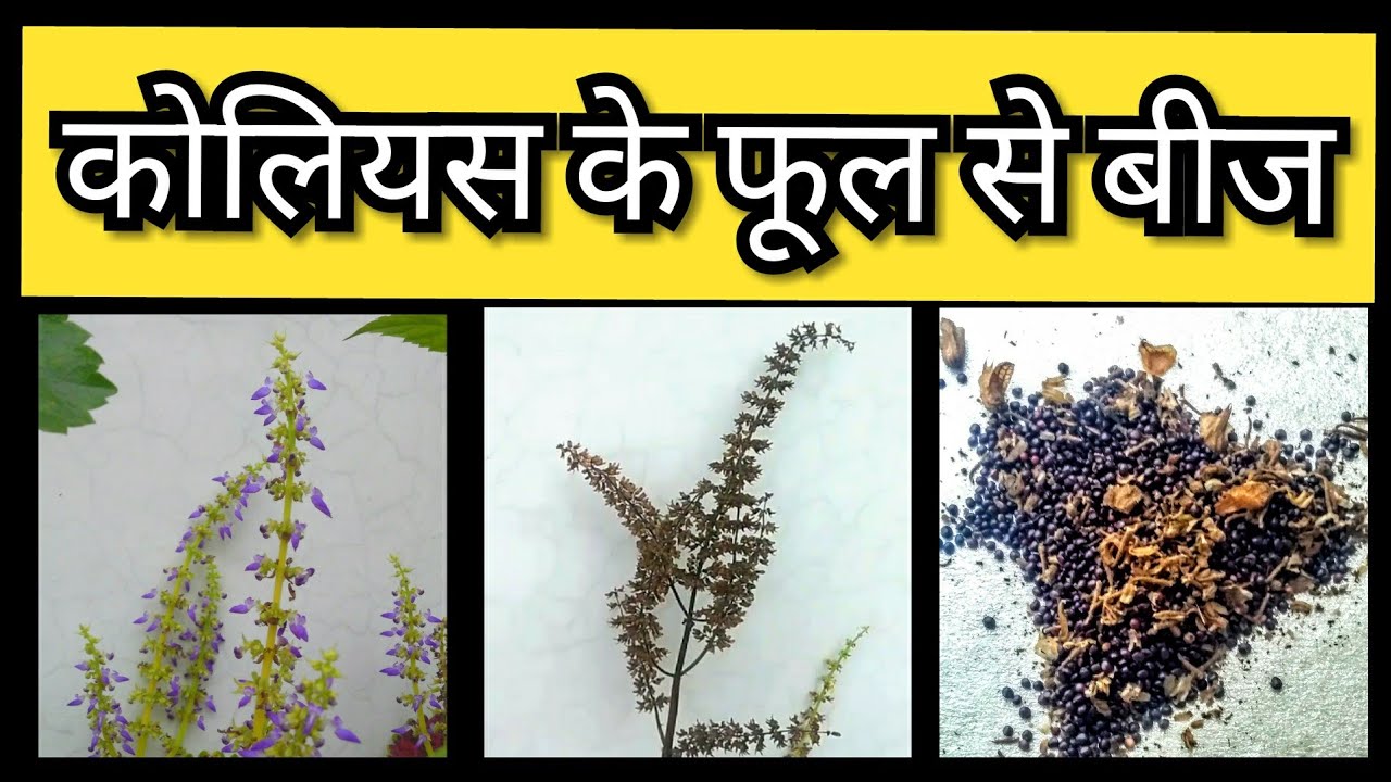 245:- How to Collect Coleus Seeds / कोलियस के बीज कैसे इकट्ठा करें / Coleus Seeds & Flower