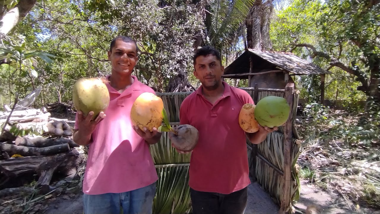 ABRIMOS O COCO VERDE  O AMARELO E UM COCO NASCENDO - INCRIVÉL
