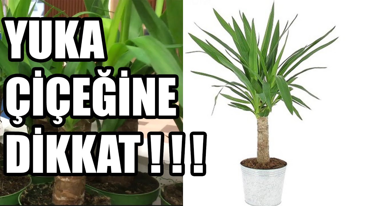 Yuka Çiçeği Bakımı, Sulaması, Toprak Ve Saksı Değişimi