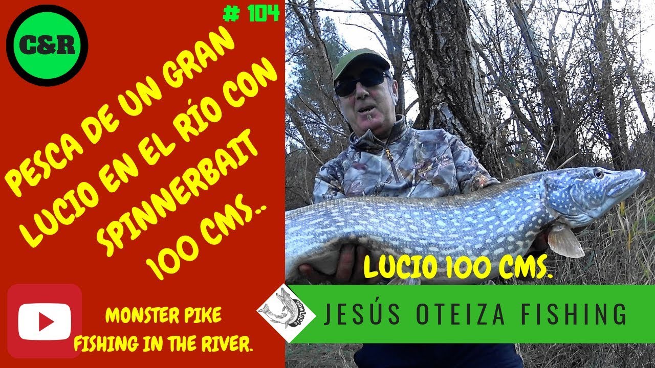 Pesca de un gran lucio (100 cms.) con spinnerbait. Monster pike fishing in the river.