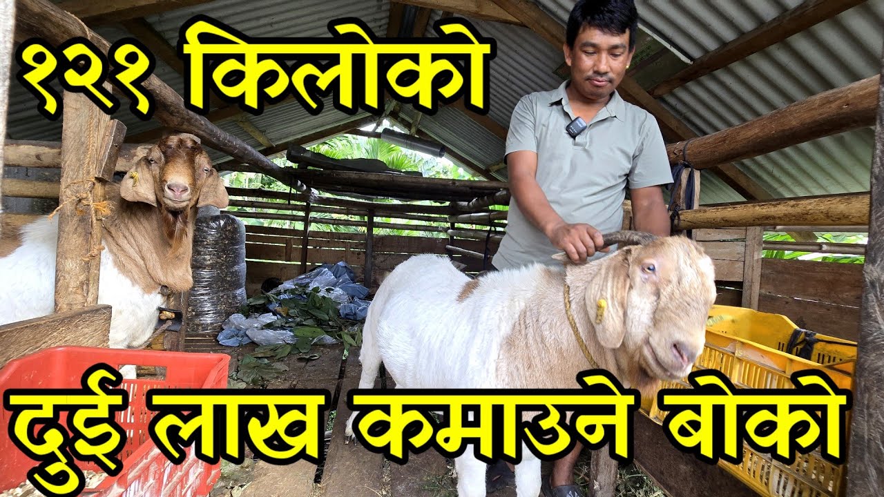 एक बर्समै 2 लाख कमाउने बोका,पासपोर्ट च्यातेर बाख्रा पाल्न थालेका जीवन तामाङ village goat farming