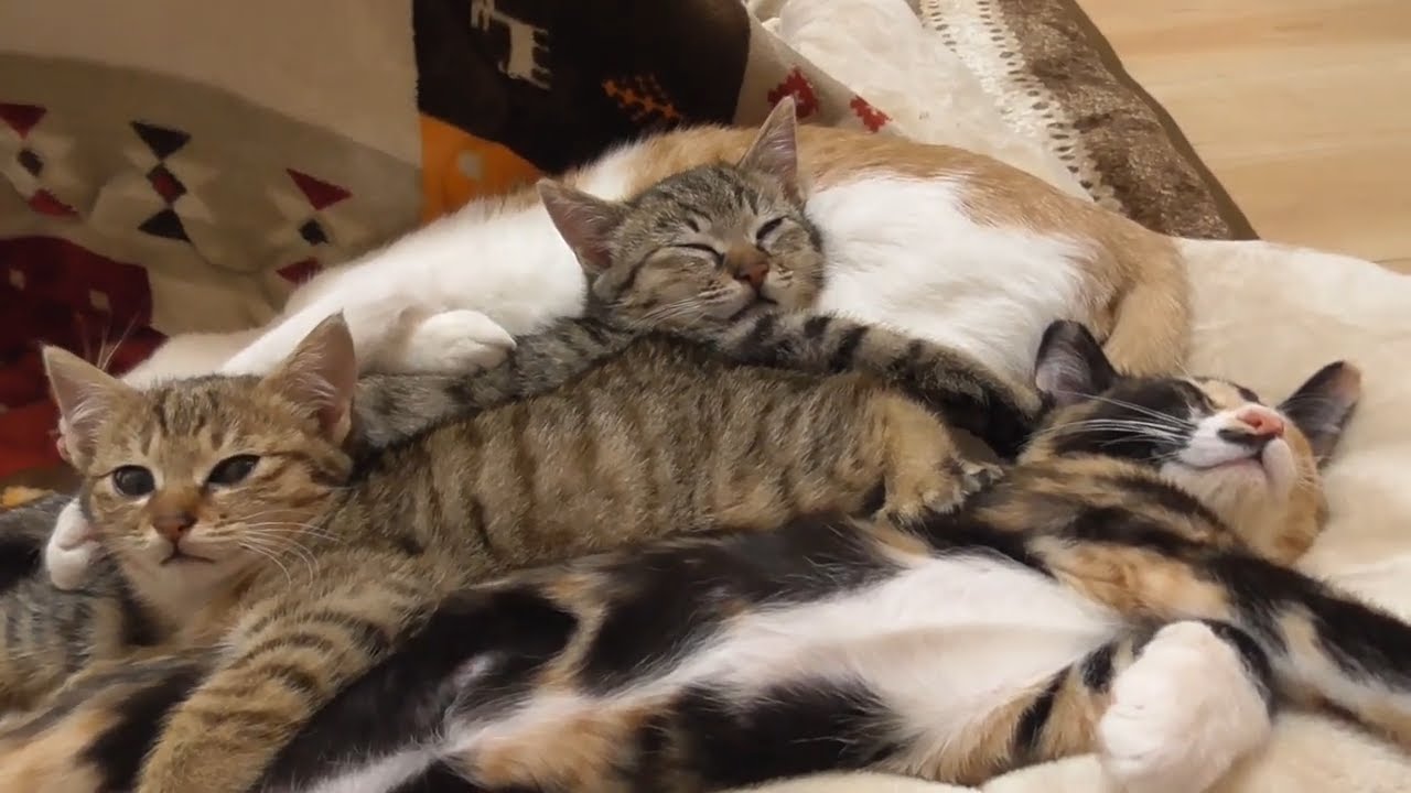 保護した子猫たちの成長に萌えます【過去編３】