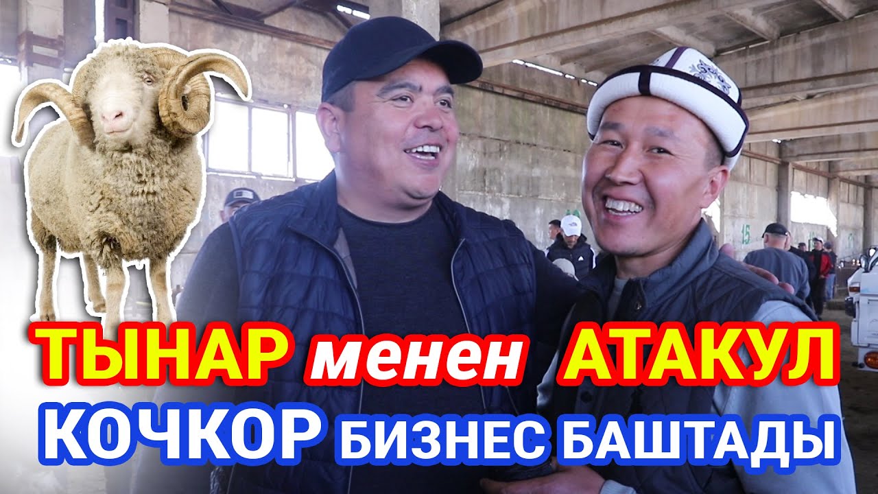 КОЧКОРЛОР ЯРМАРКАСЫ катуу кызыды  ~  Арашан, Гисар, Афган койлору келди