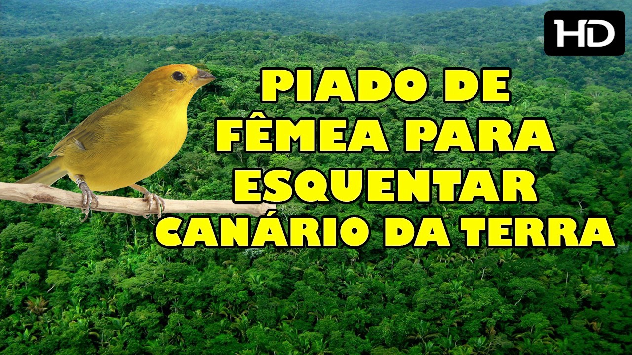PIADO DE FÊMEA PARA ESQUENTAR CANÁRIO DA TERRA !