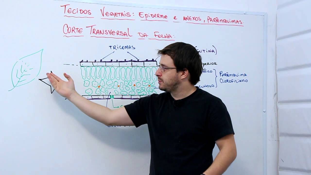 Tecidos vegetais  epiderme e anexos, parênquimas   corte transversal da folha